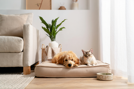 Pets